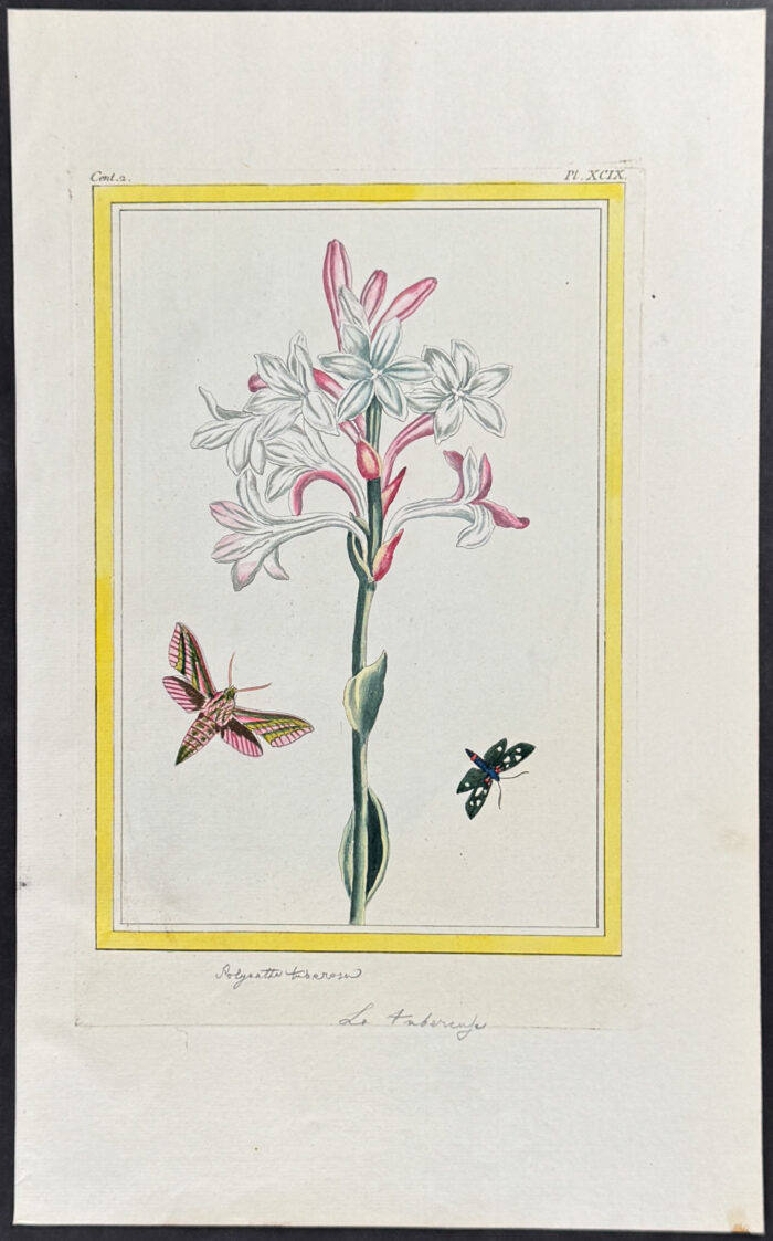 Tuberose & Moths