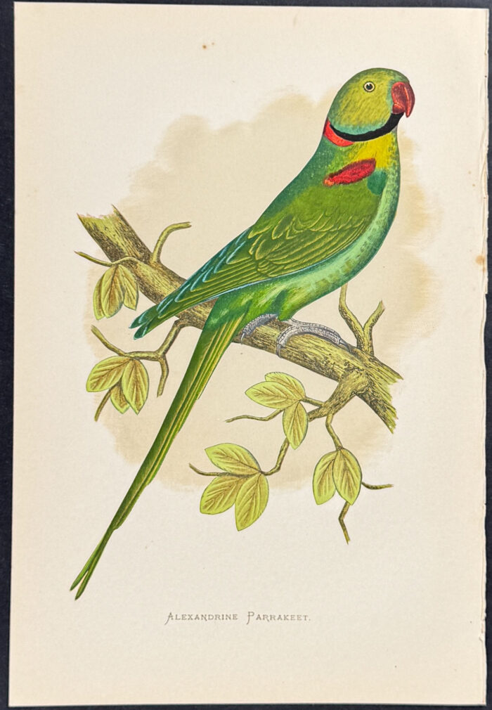 Alexandrine Parrakeet