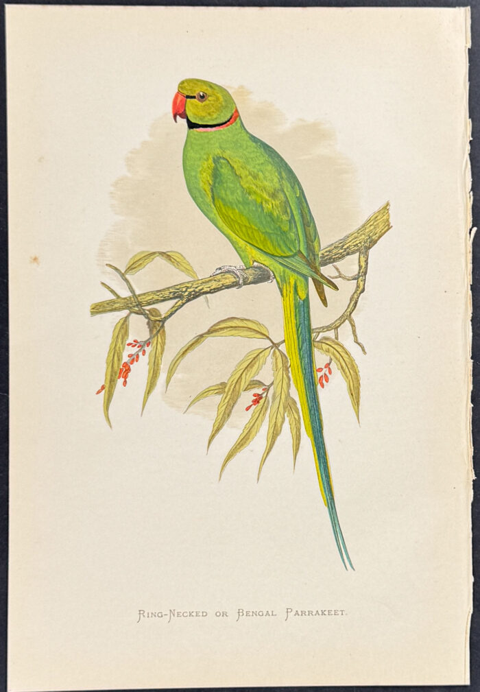 Ring-necked or Bengal Parrakeet
