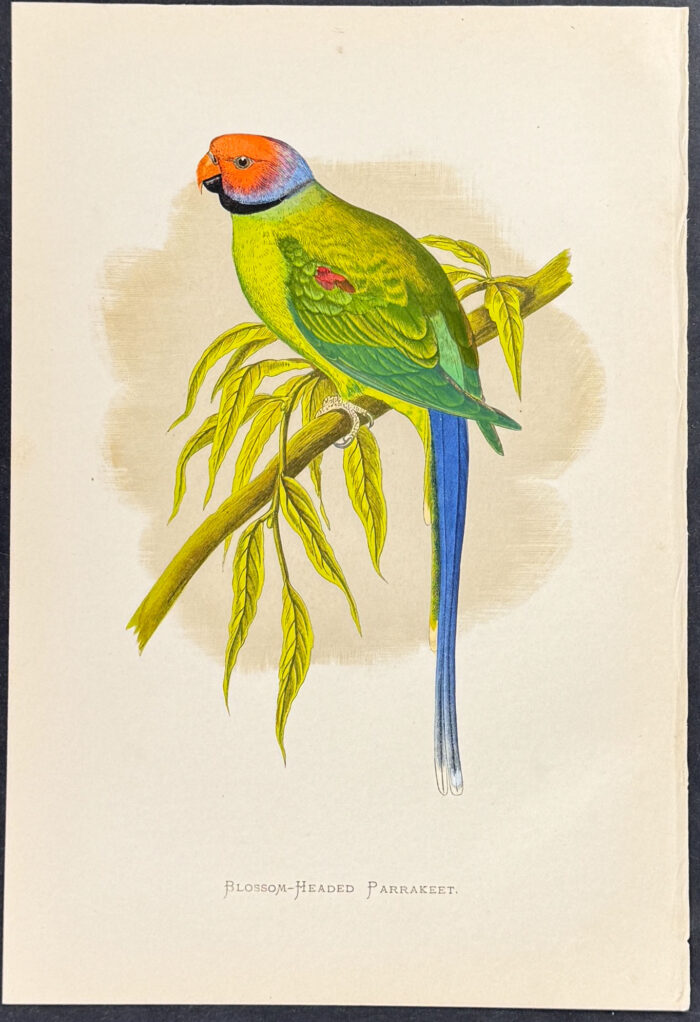 Blossom-headed Parrakeet
