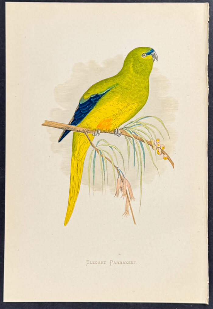 Elegant Parrakeet