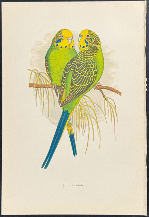 Budgerigar Parrakeet
