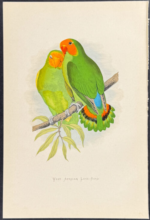 West African Love-Bird