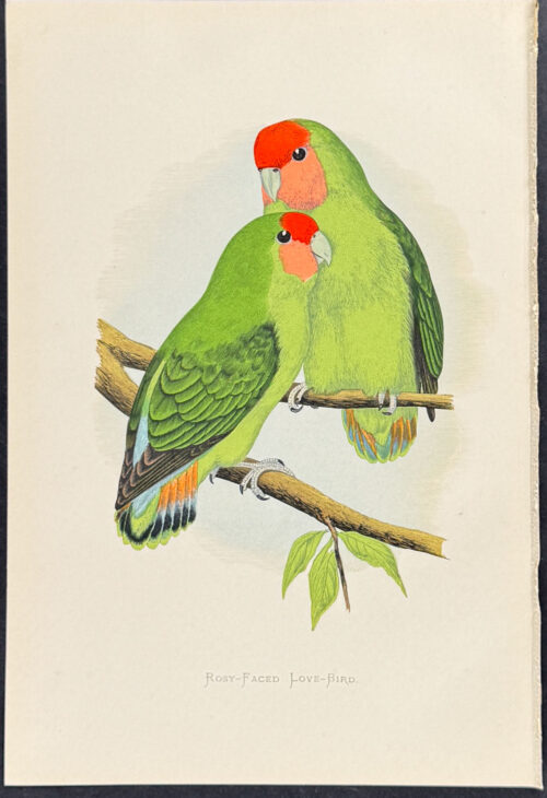 Rosy-faced Love-Bird
