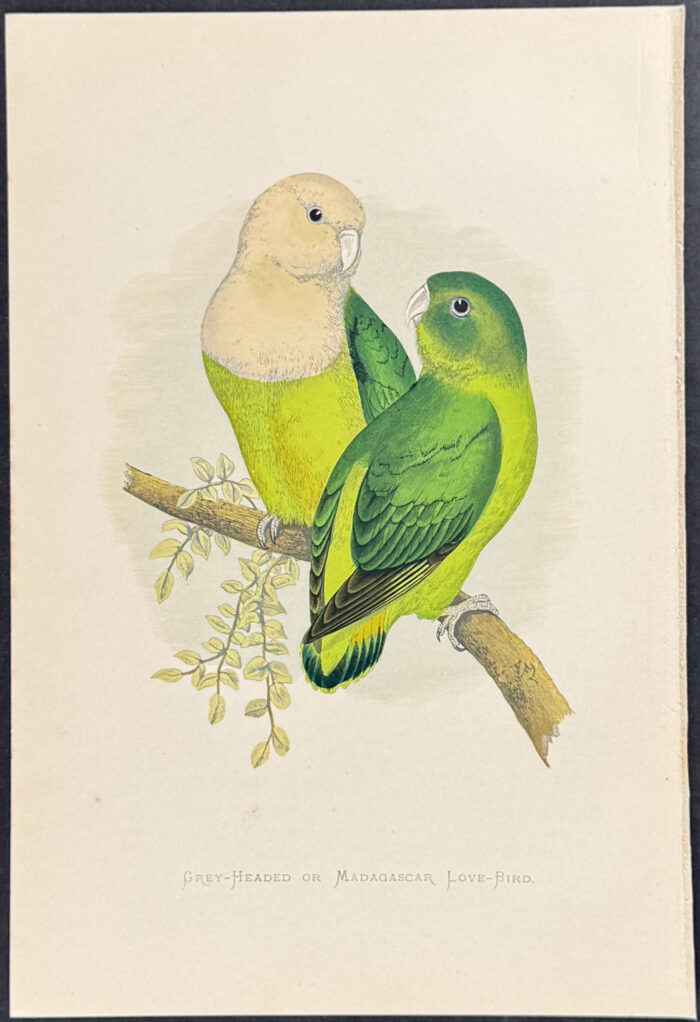 Grey-headed or Madagascar Love-Bird