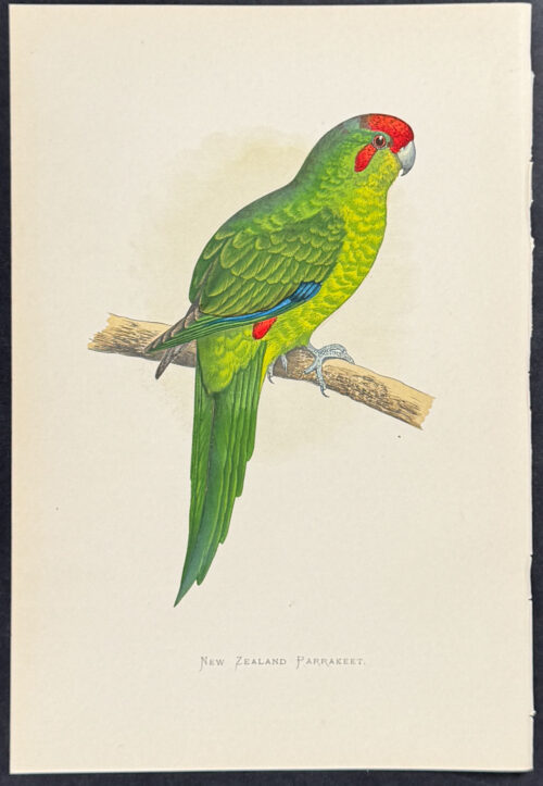 New Zealand Parrakeet