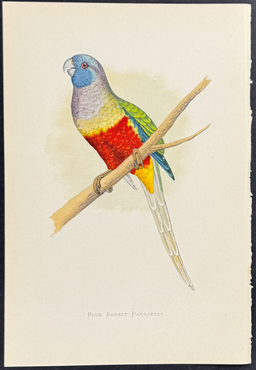 Blue Bonnet Parrakeet