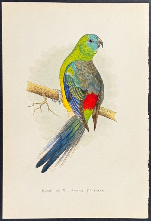 Blood- or Red-rumped Parrakeet