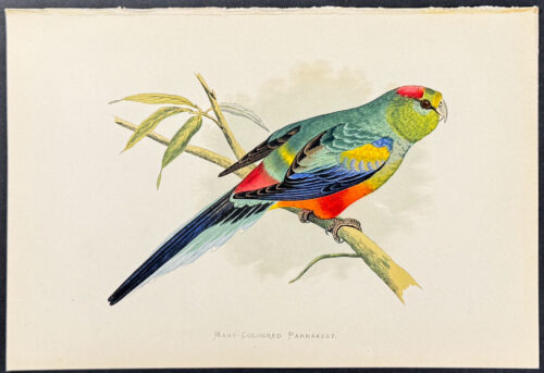 Many-Coloured Parrakeet