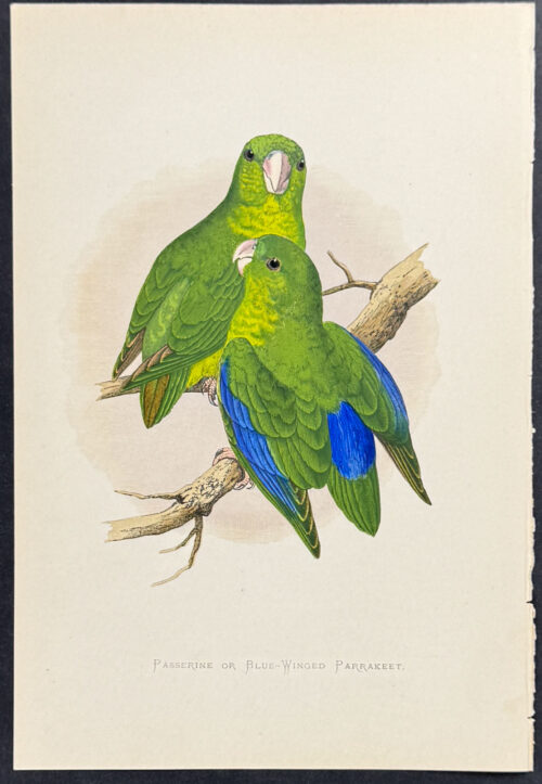 Passerine or Blue-Winged Parrakeet