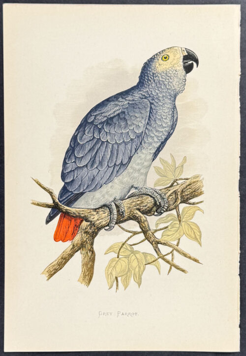 African Grey Parrot