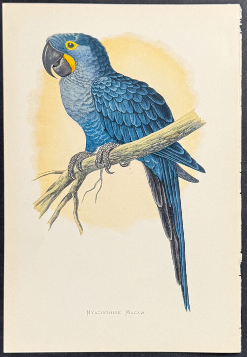 Hyacinthine Macaw