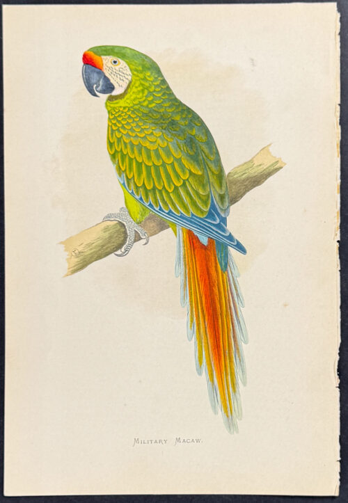 Military Macaw