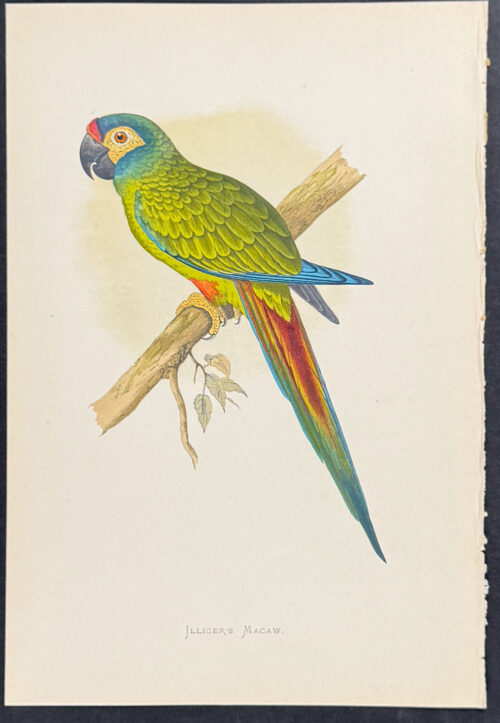 Illiger's Macaw