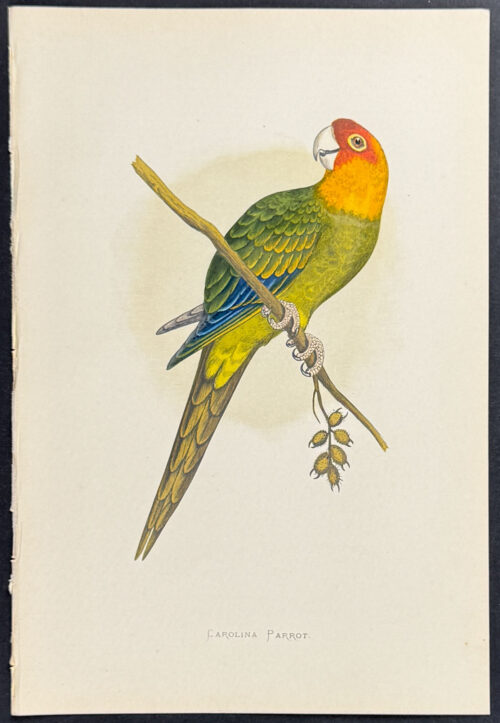 Golden-Crowned Conure
