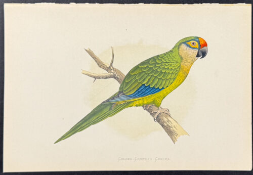 White-Eared Conure