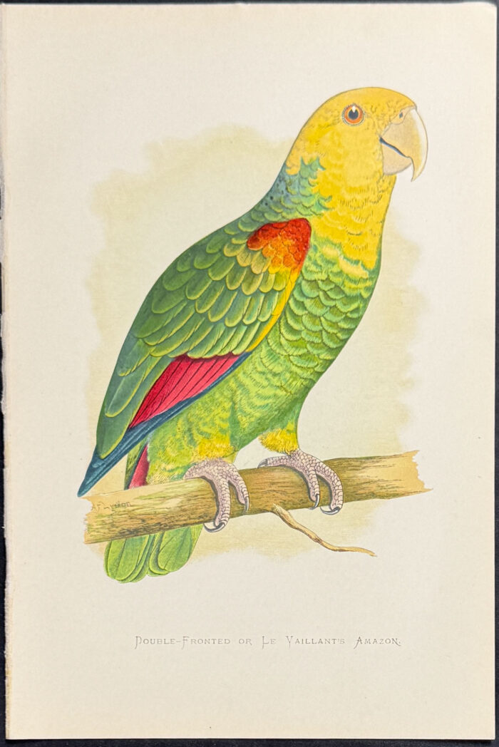 Double-fronted or Le Vaillant's Amazon