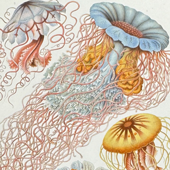Haeckel