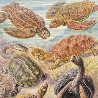 Haeckel