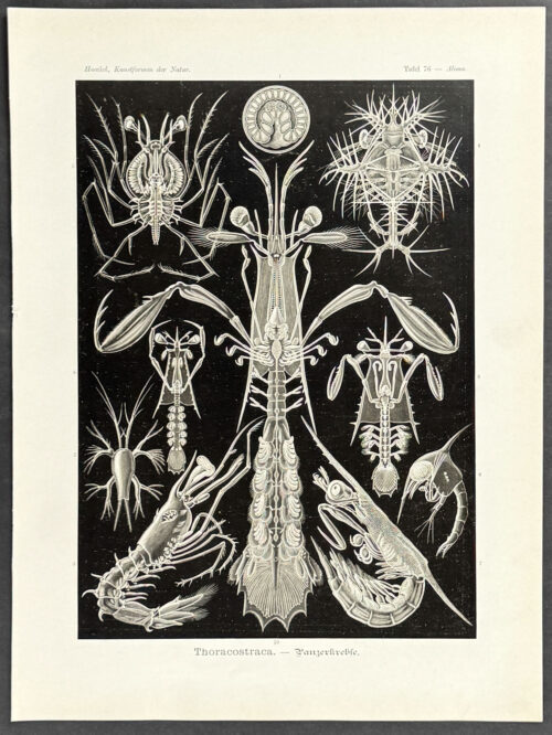Crustaceans; Thoracostraca