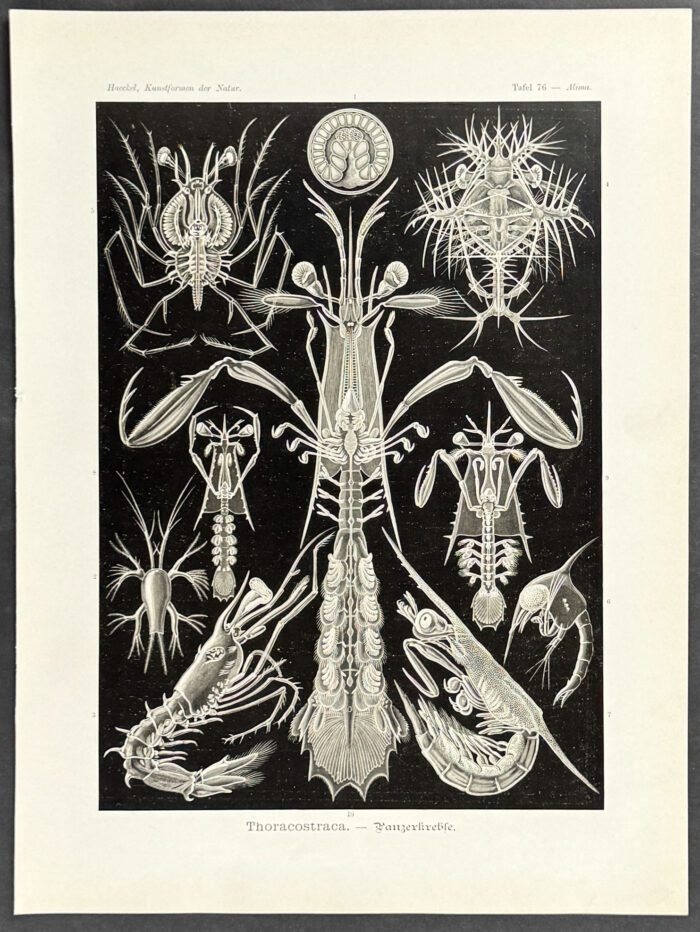 Crustaceans; Thoracostraca