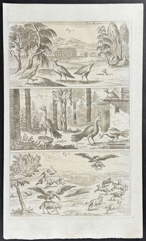 Gallinule, Cassowary, and Birds Stealing Sheep