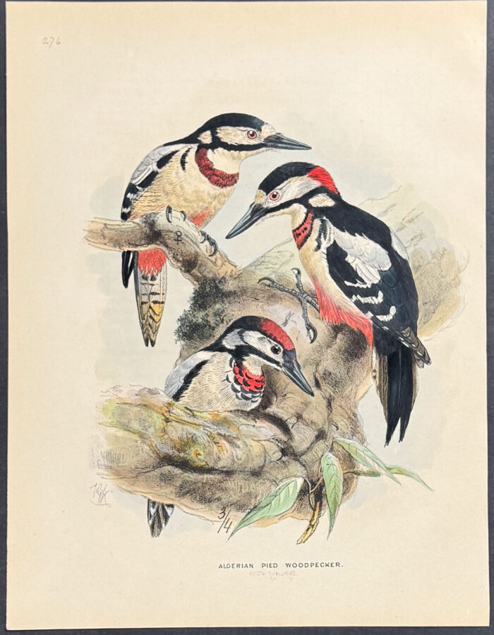 Algerian Pied Woodpecker