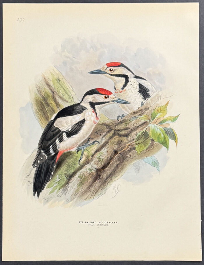 Syrian Pied Woodpecker