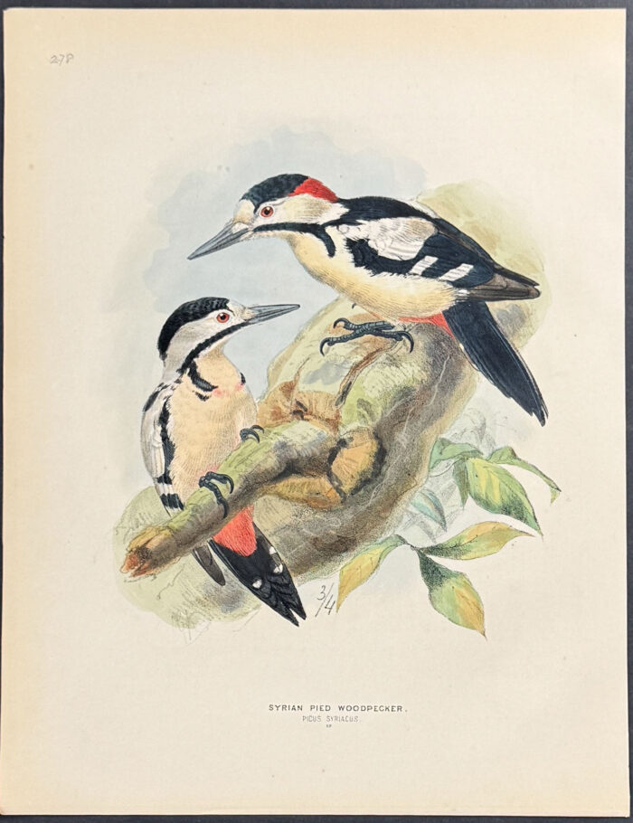 Syrian Pied Woodpecker