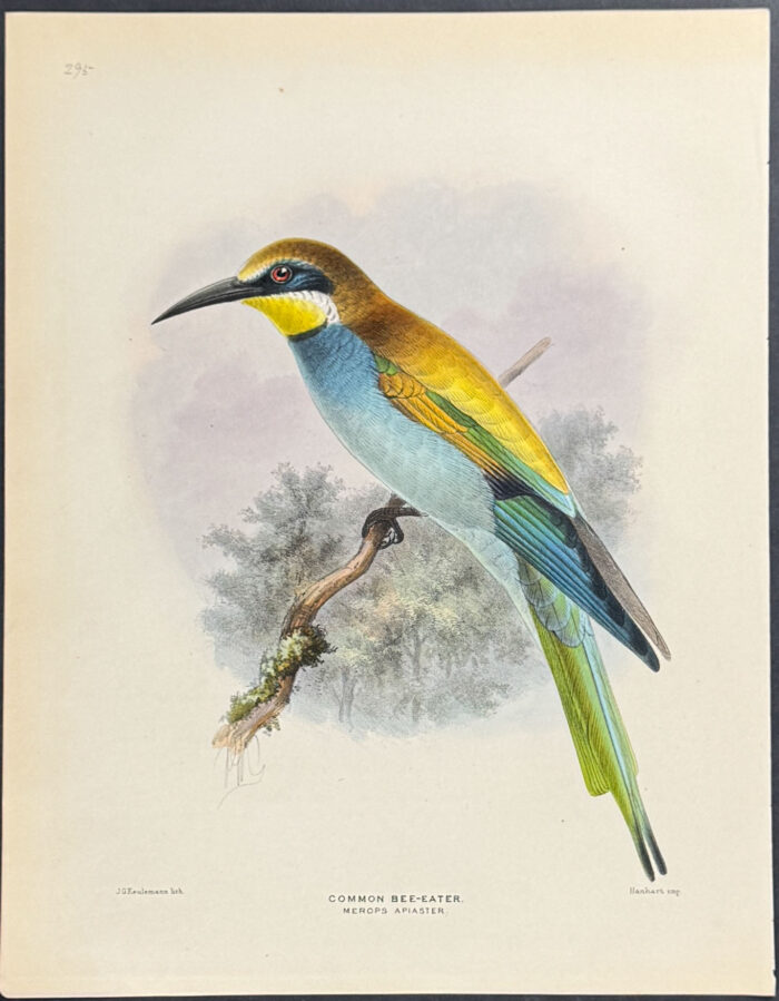 Common Bee-Eater