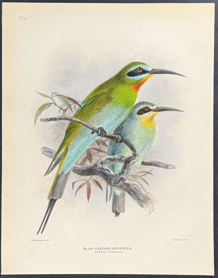 Blue-Cheeked Bee-Eater