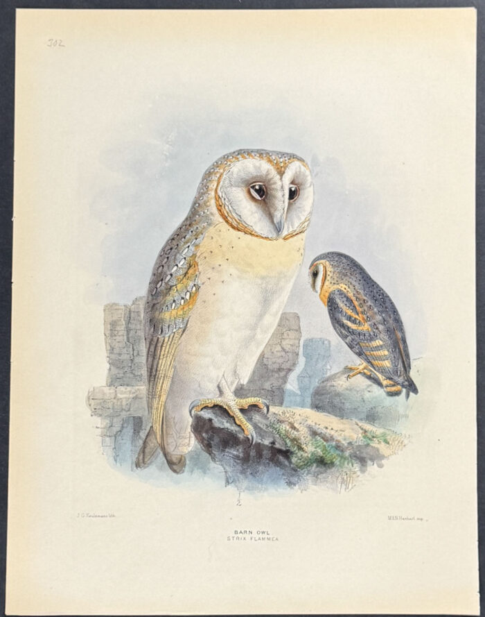 Barn Owl