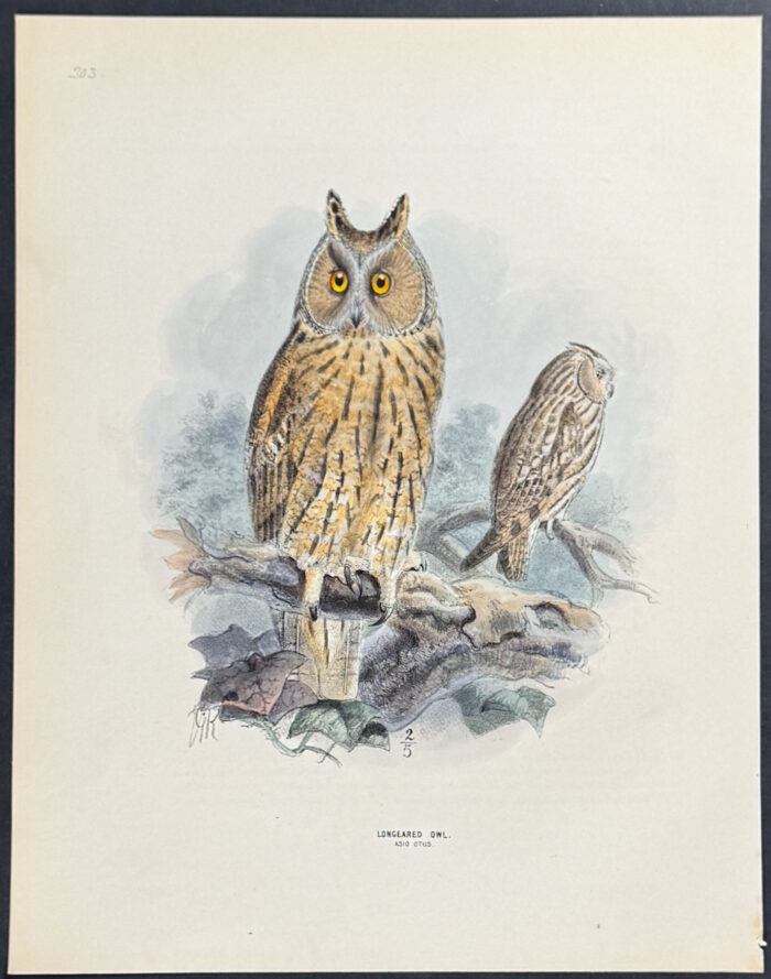 Long-Eared Owl