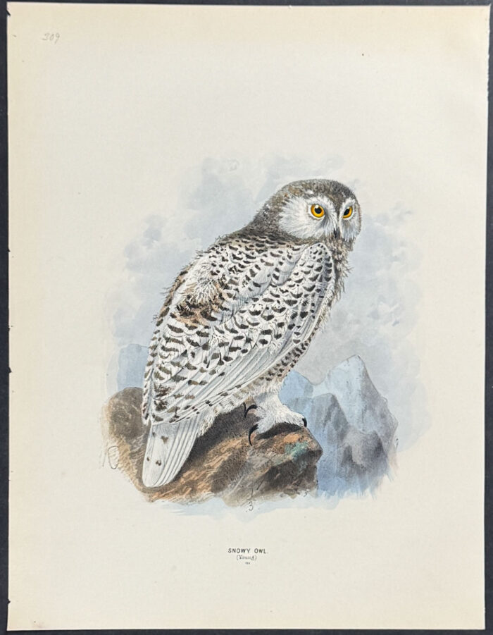 Snowy Owl