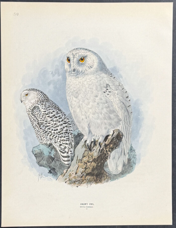 Snowy Owl