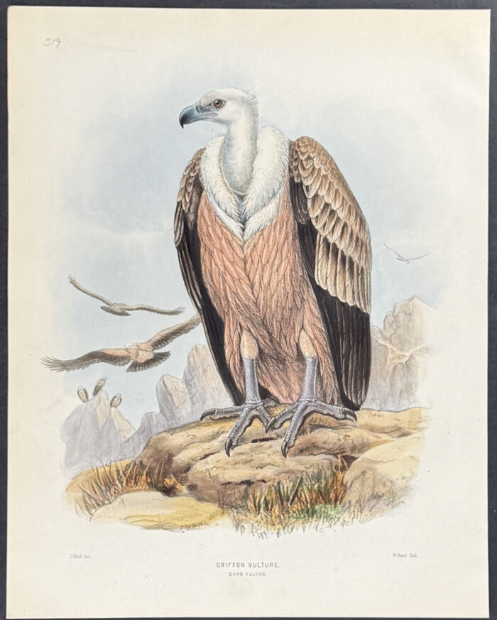 Griffon Vulture