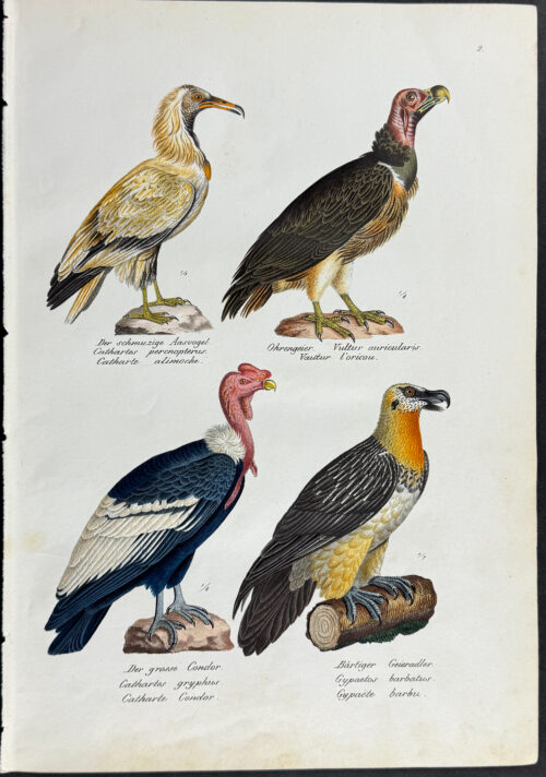 Vulture, Condor