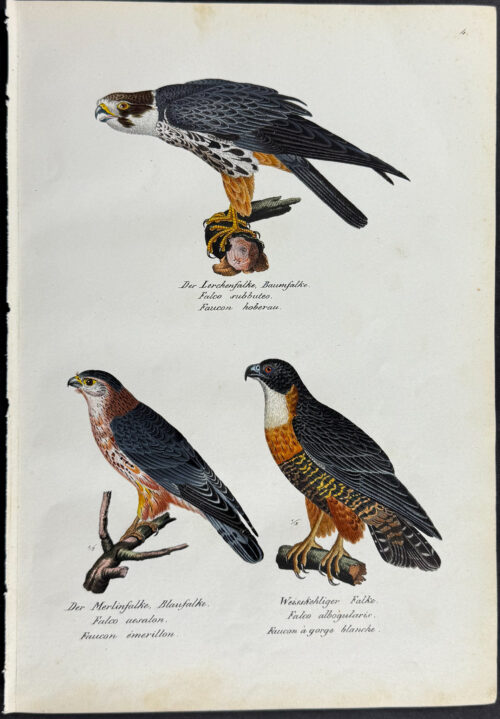 Falcons