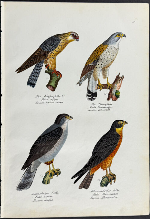 Falcons