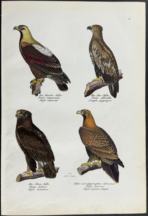 Eagles