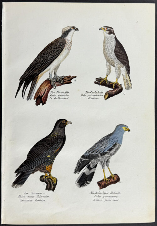 Birds of Prey