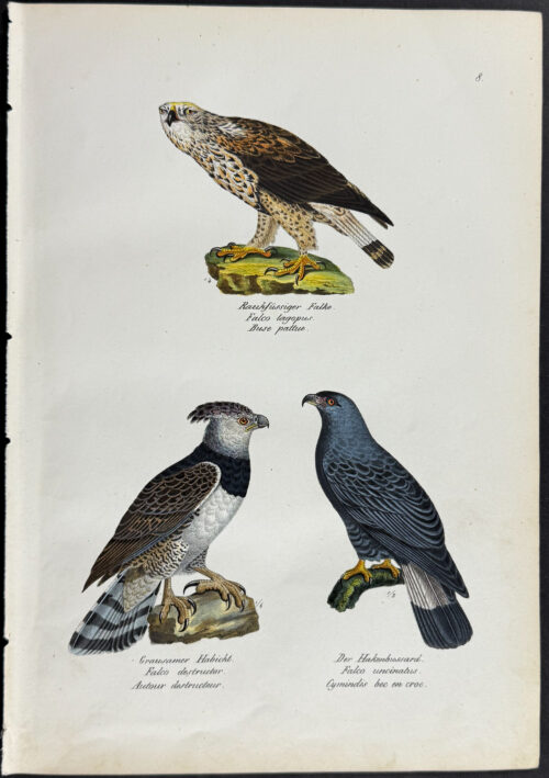 Birds of Prey