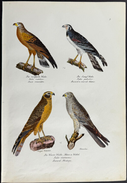Birds of Prey