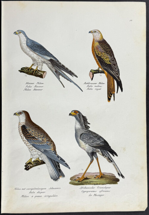Birds of Prey, Secretary Bird
