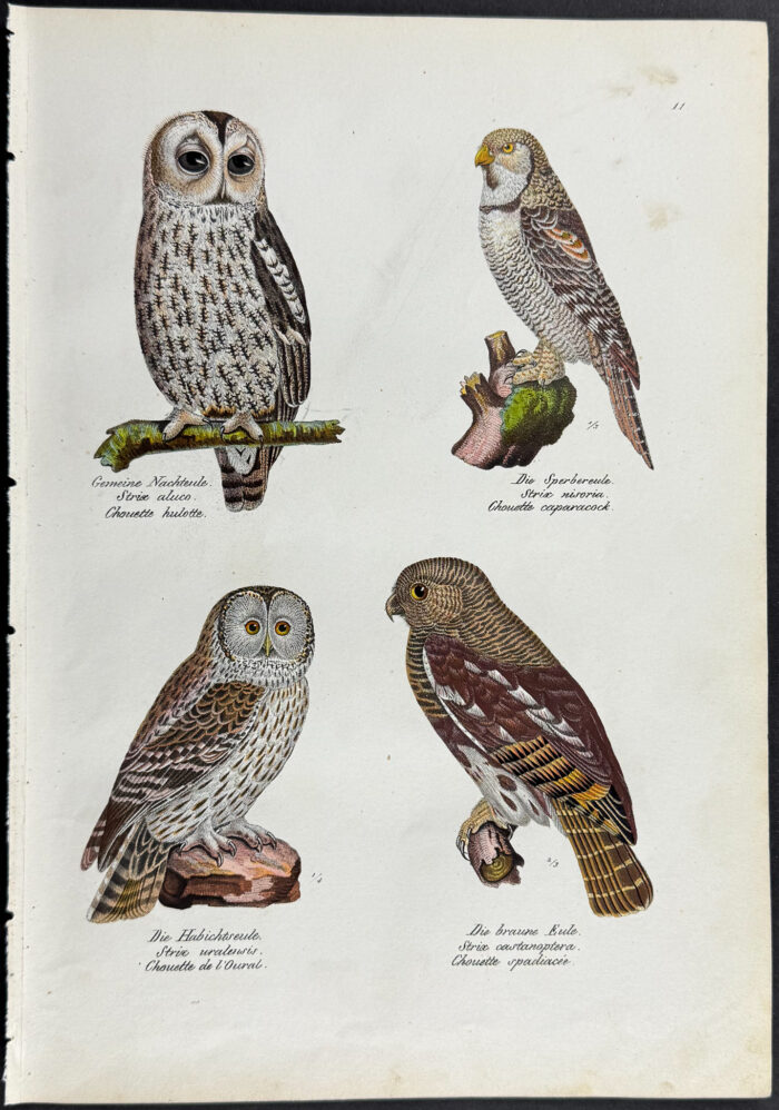 Owls