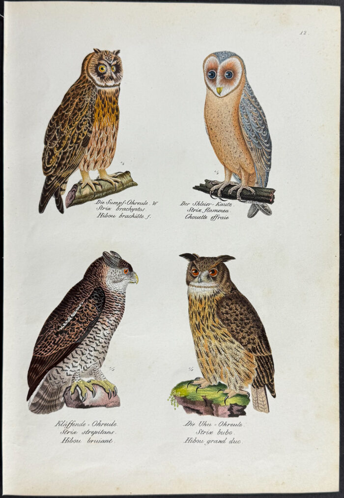 Owls