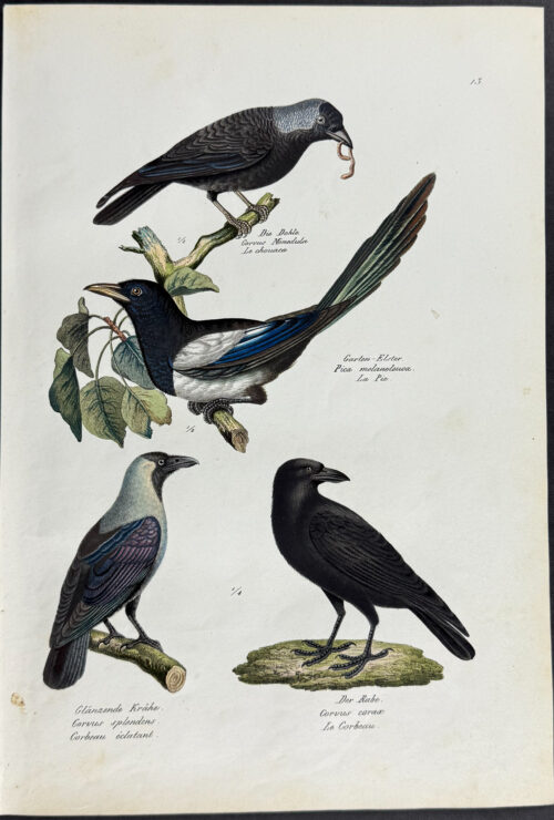Magpie, Raven, Crow