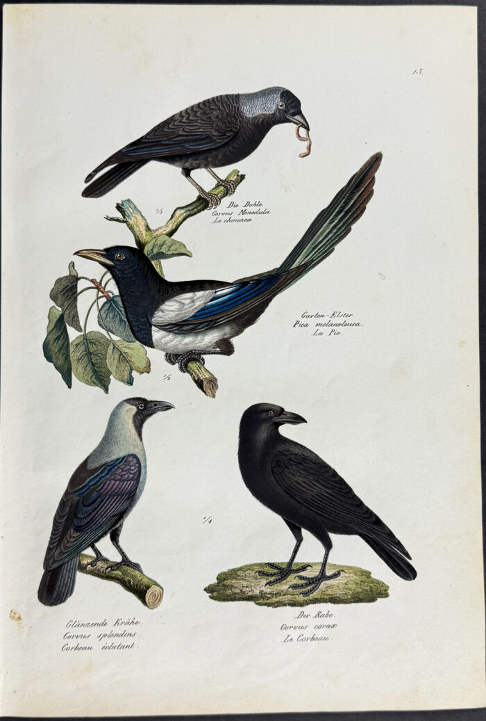 Magpie, Raven, Crow