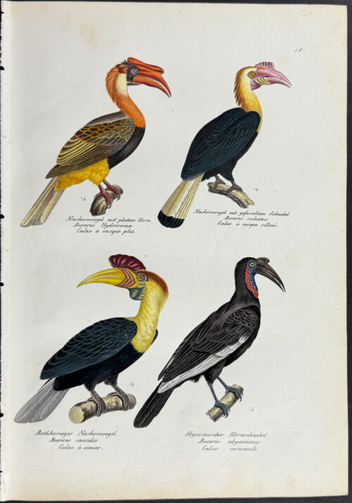 Hornbill