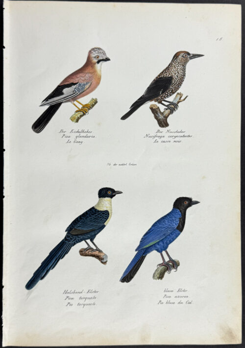 Eurasian Jay, Nutcracker, Pie